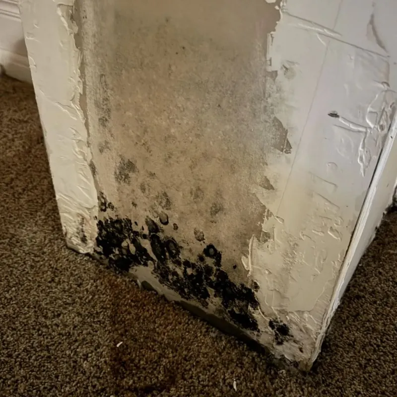 Professional Mold Removal in Amory, MS